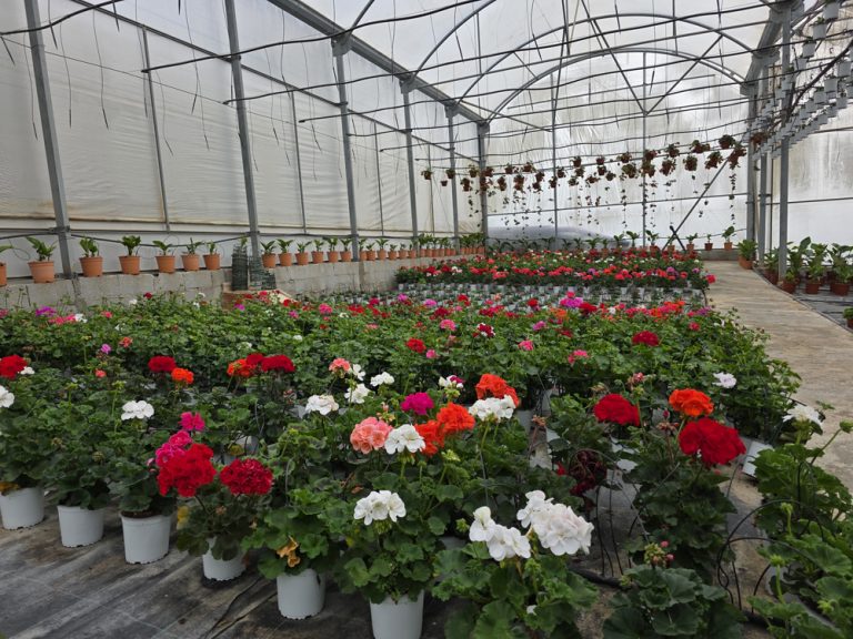 plantas de interior y exterior