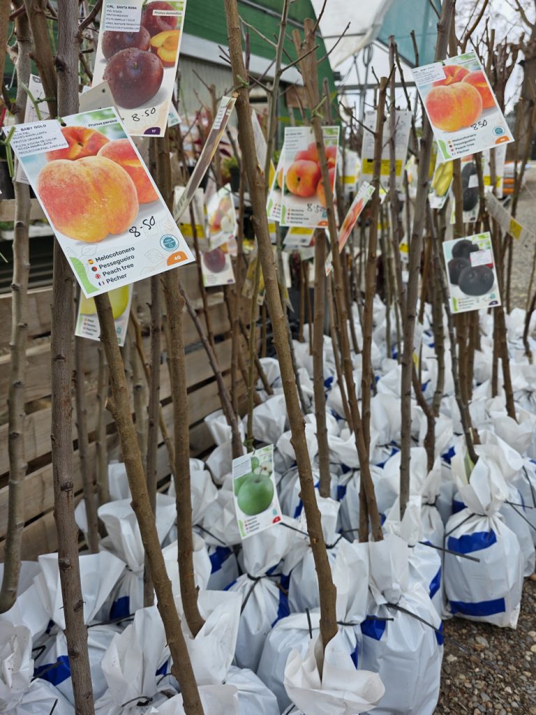 árboles frutales y citricos