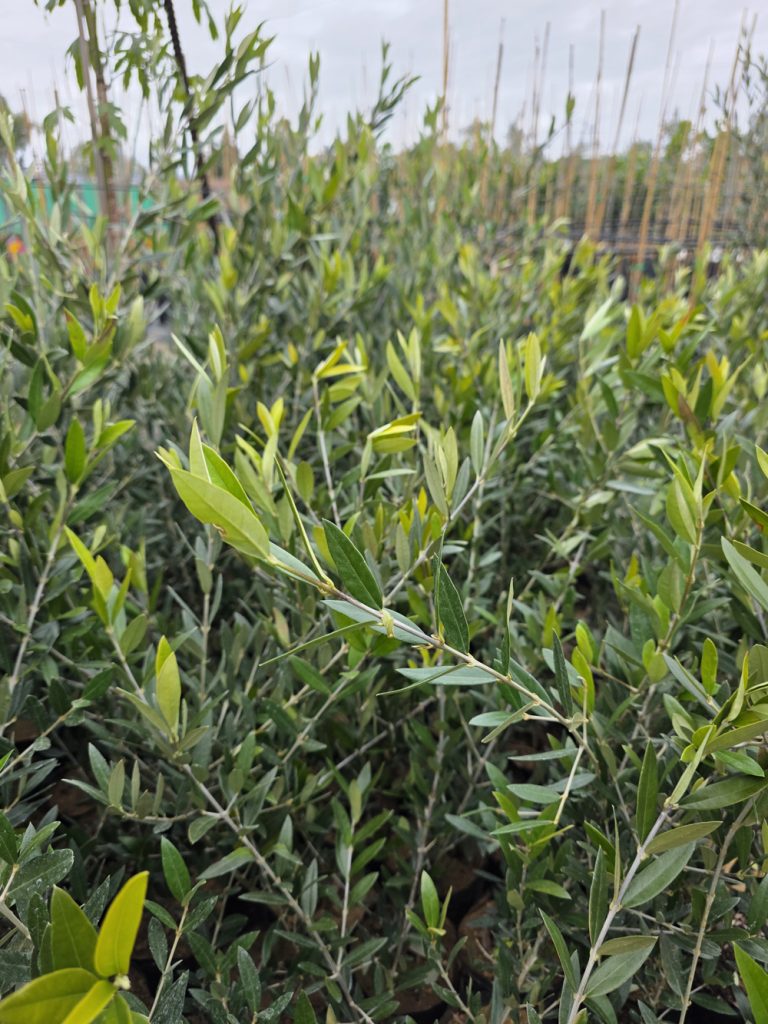 árboles frutales y citricos