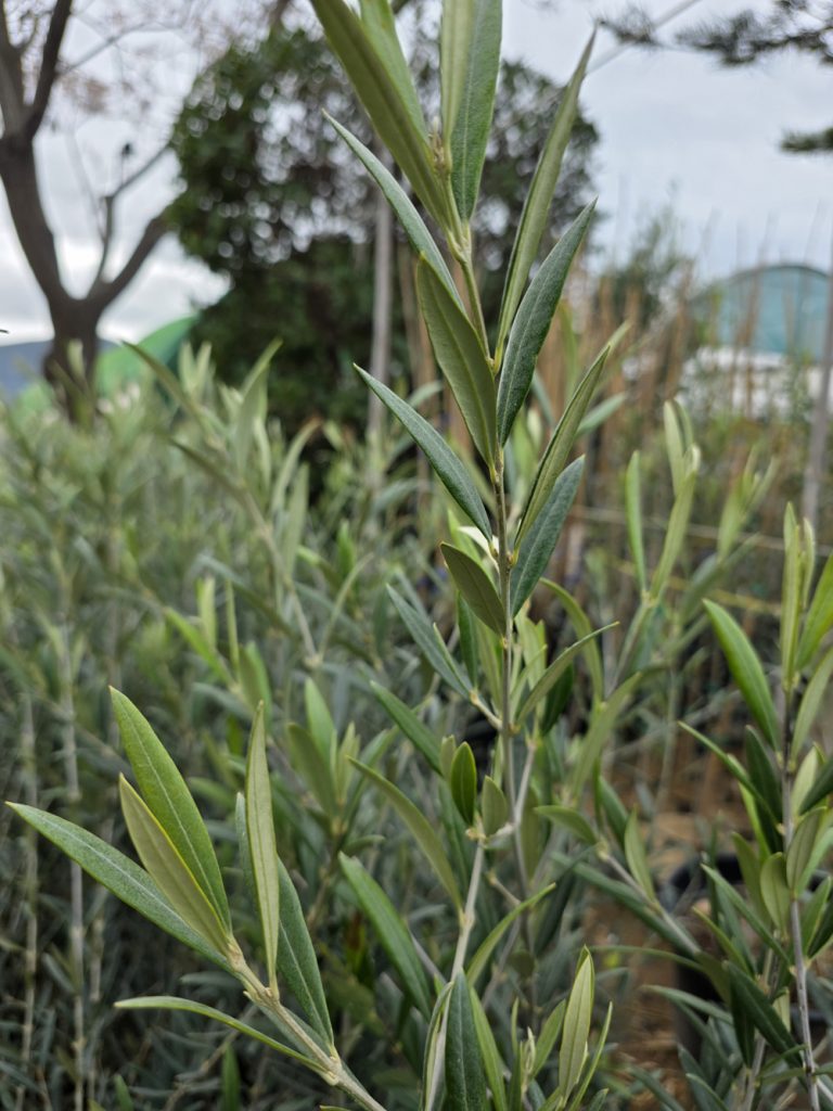 árboles frutales y citricos