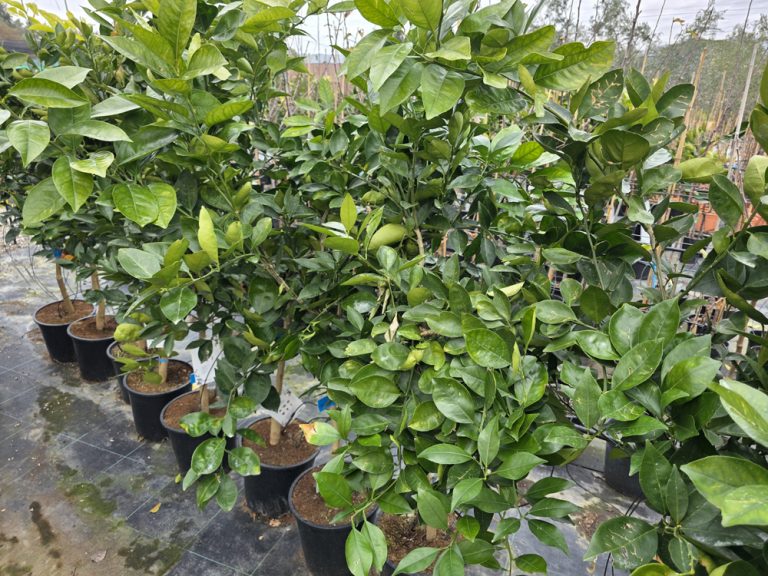 árboles frutales y citricos