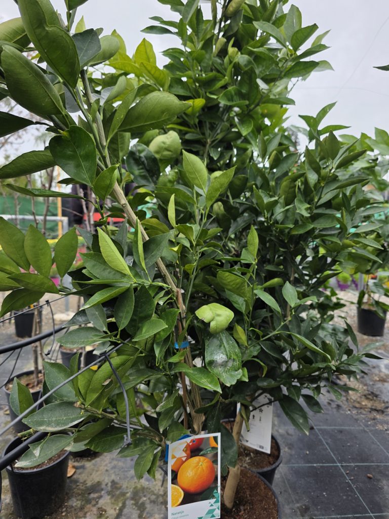 árboles frutales y citricos