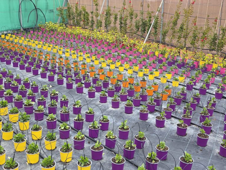 plantas de interior y exterior