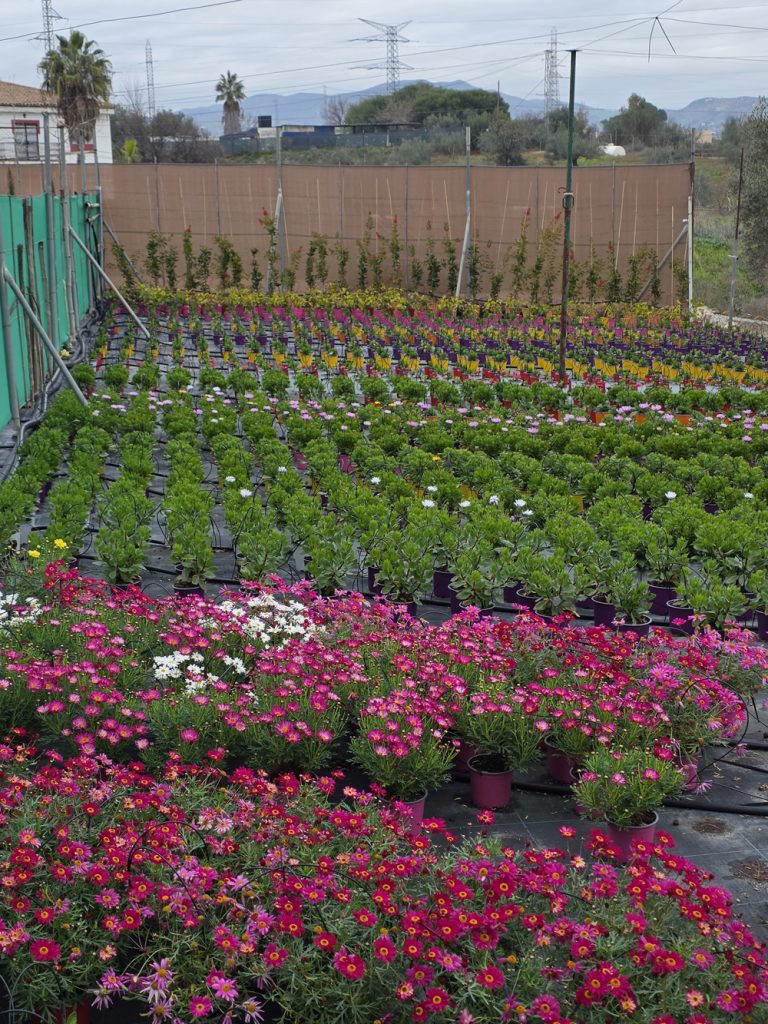 plantas de interior y exterior