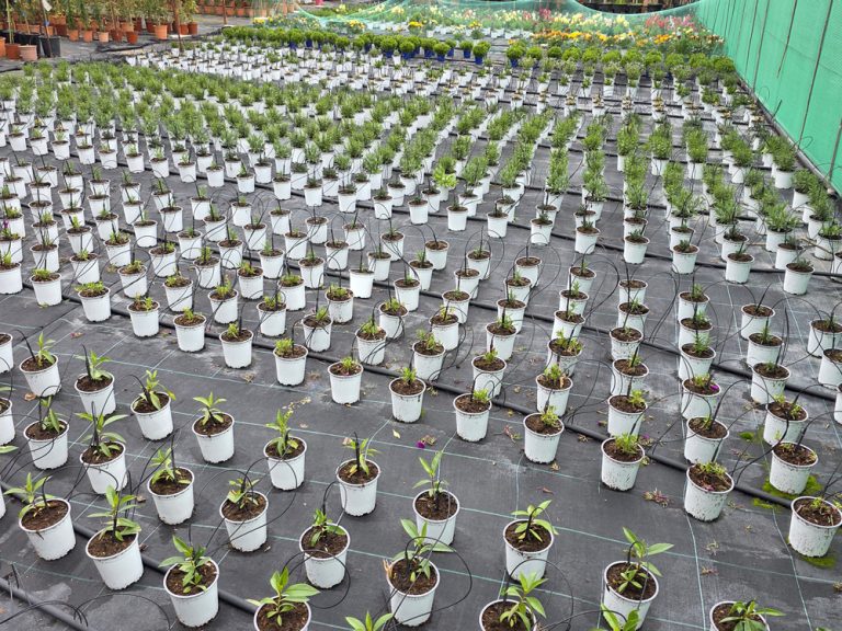 plantas de interior y exterior