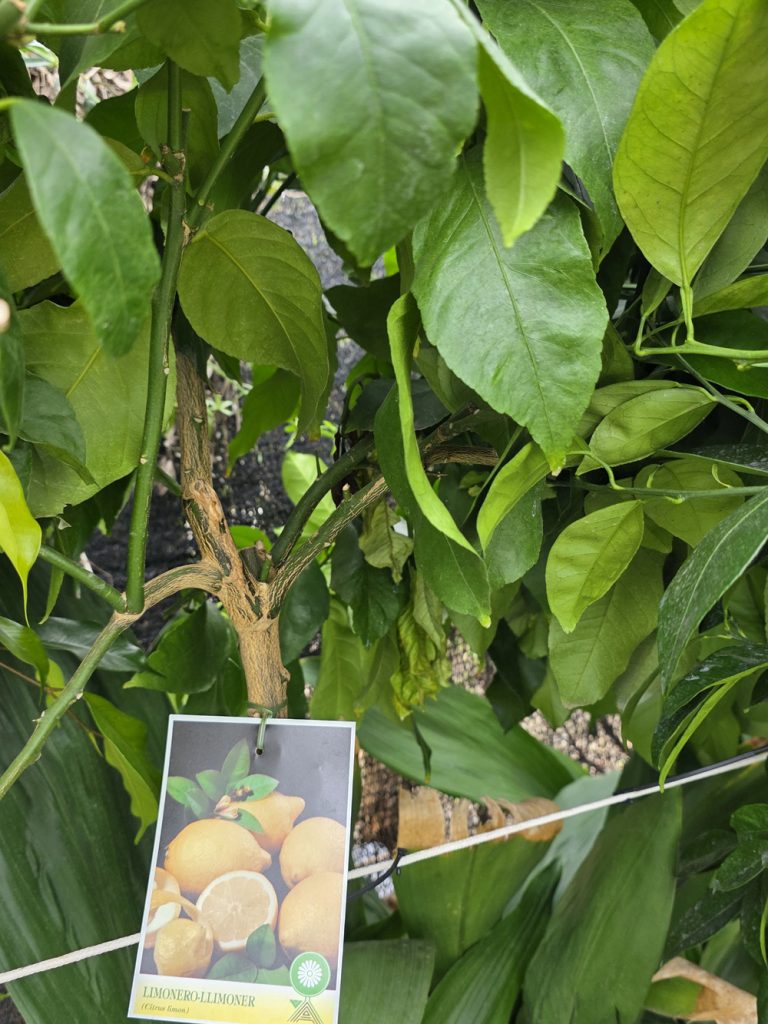 árboles frutales y citricos