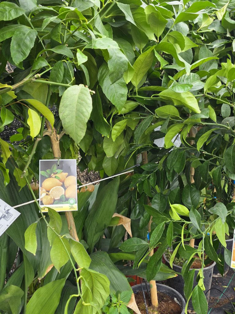 árboles frutales y citricos