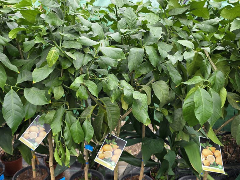 árboles frutales y citricos