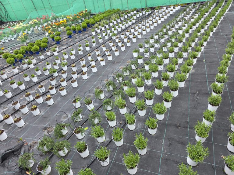 plantas de interior y exterior