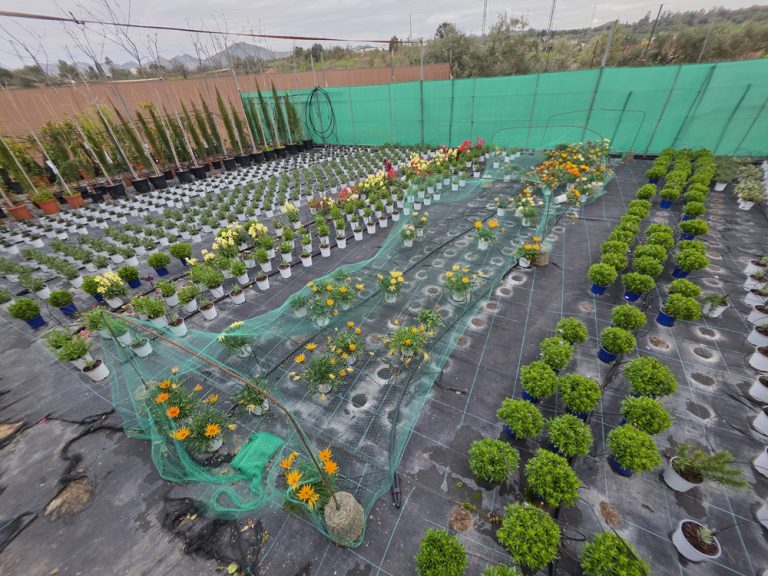 plantas de interior y exterior