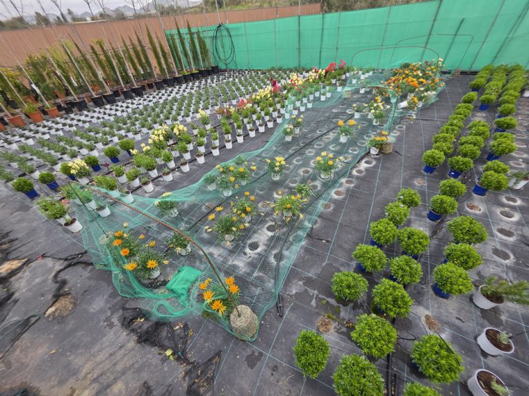 plantas de interior y exterior