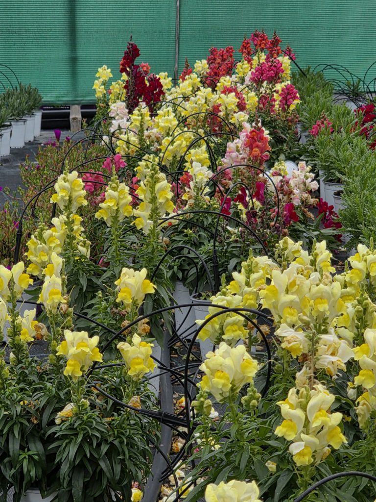 plantas de interior y exterior