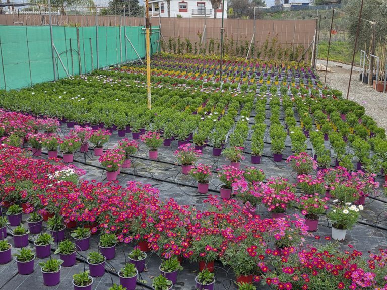 plantas de interior y exterior