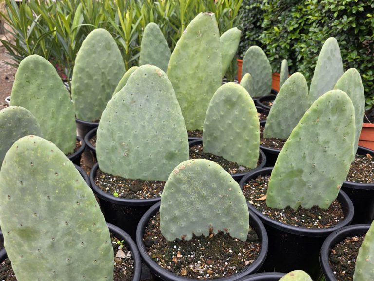 plantas de interior y exterior