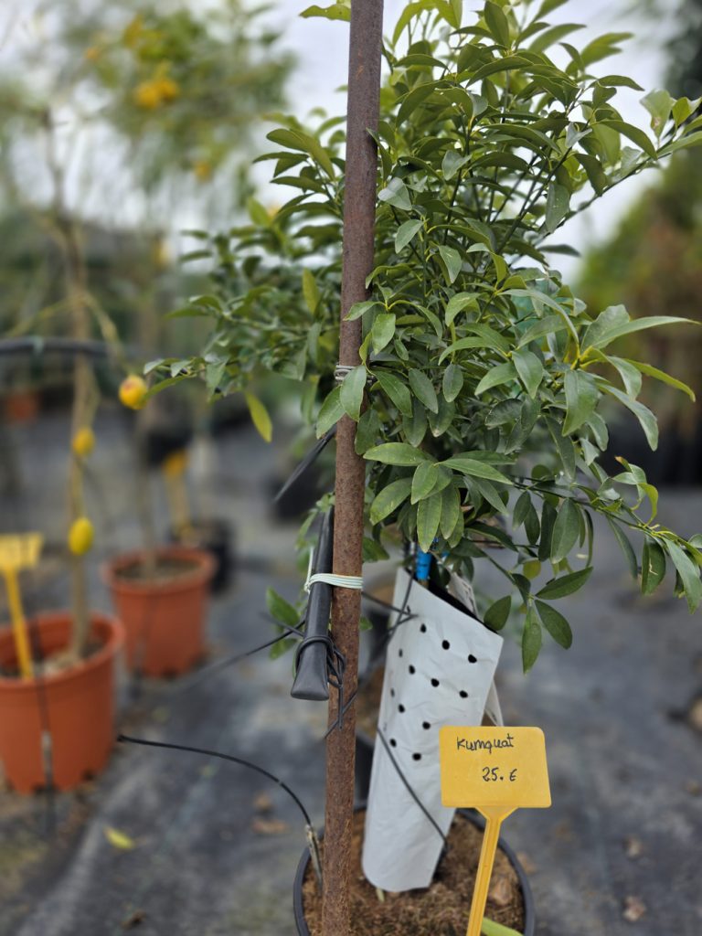 árboles frutales y citricos