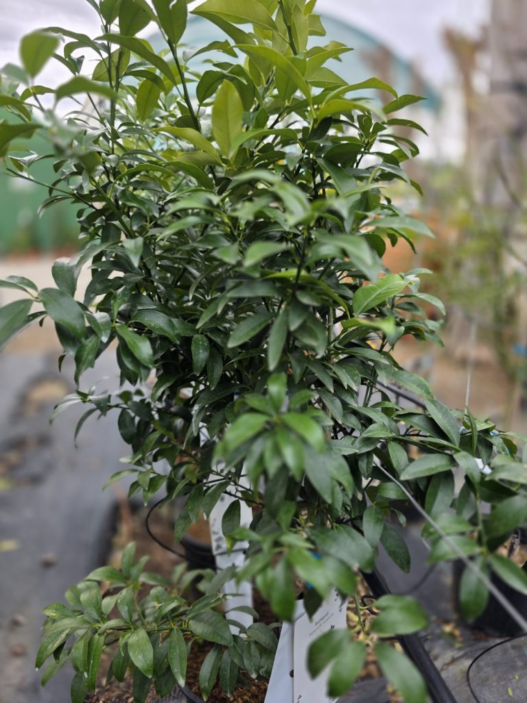 árboles frutales y citricos