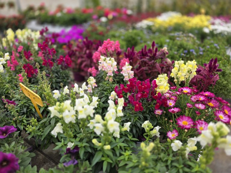 plantas de interior y exterior