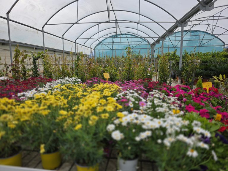 plantas de interior y exterior