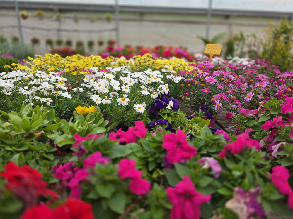 plantas de interior y exterior
