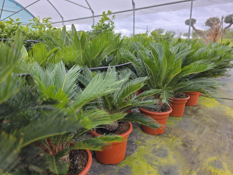 plantas de interior y exterior