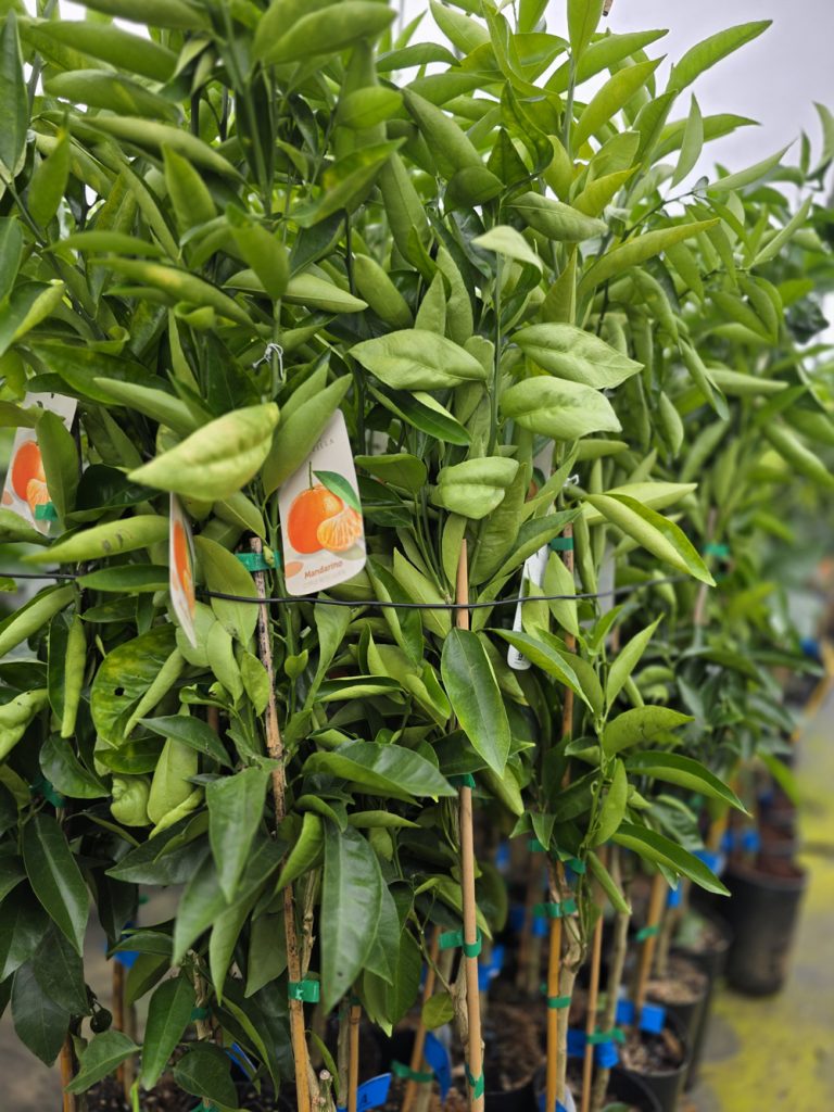 árboles frutales y citricos