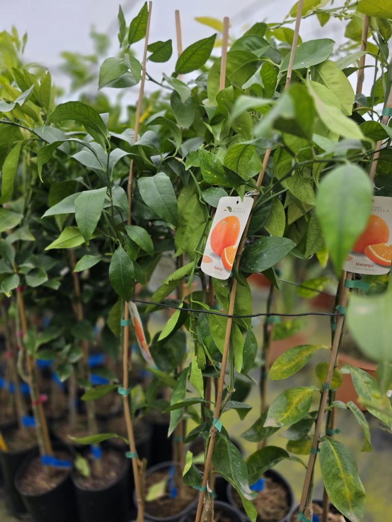 árboles frutales y citricos