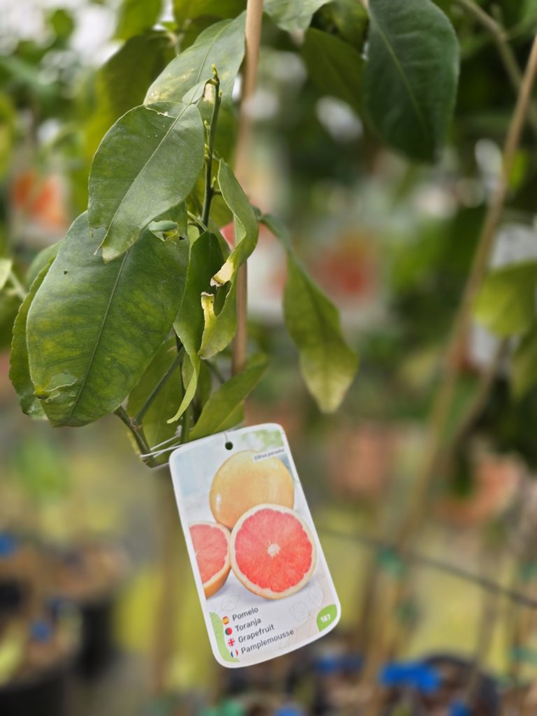 árboles frutales y citricos