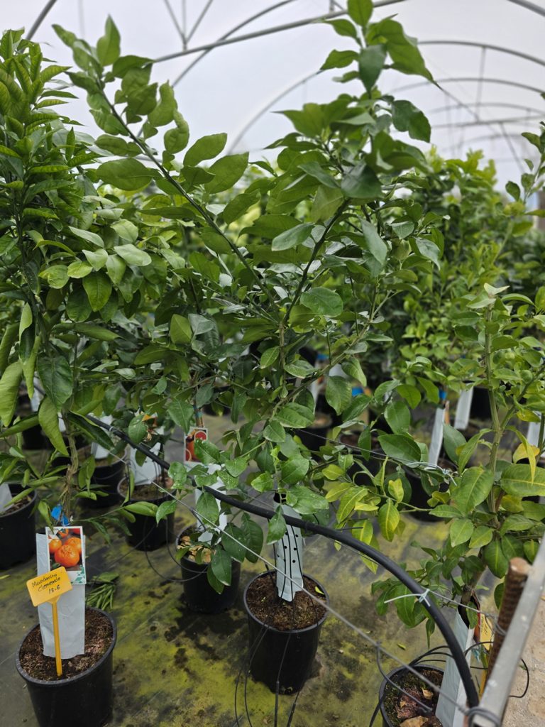 árboles frutales y citricos