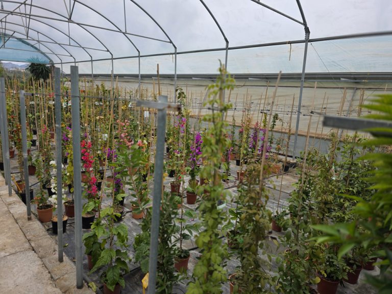 plantas de interior y exterior