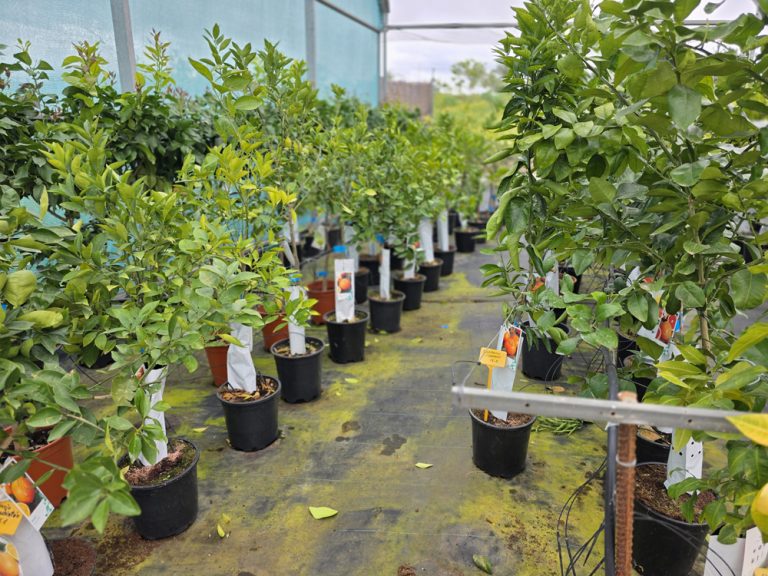 árboles frutales y citricos