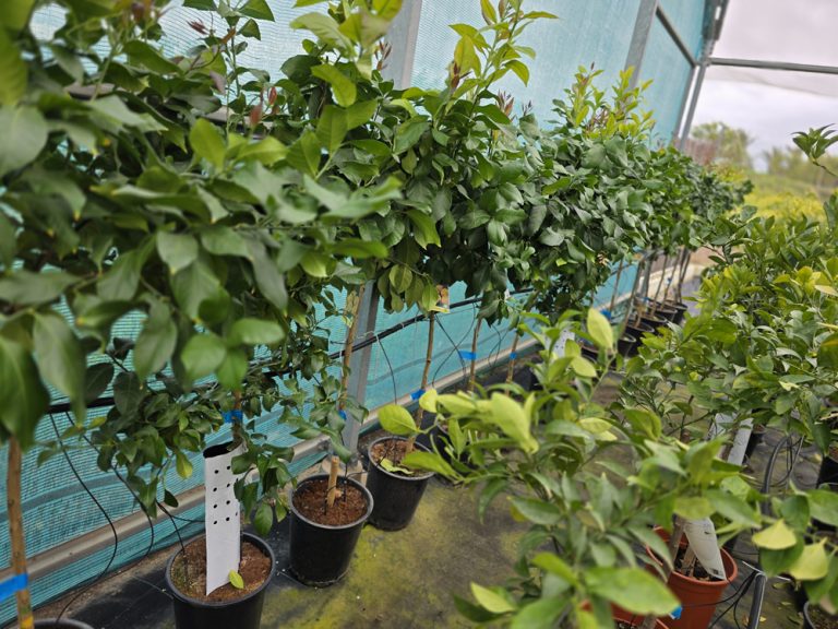 árboles frutales y citricos