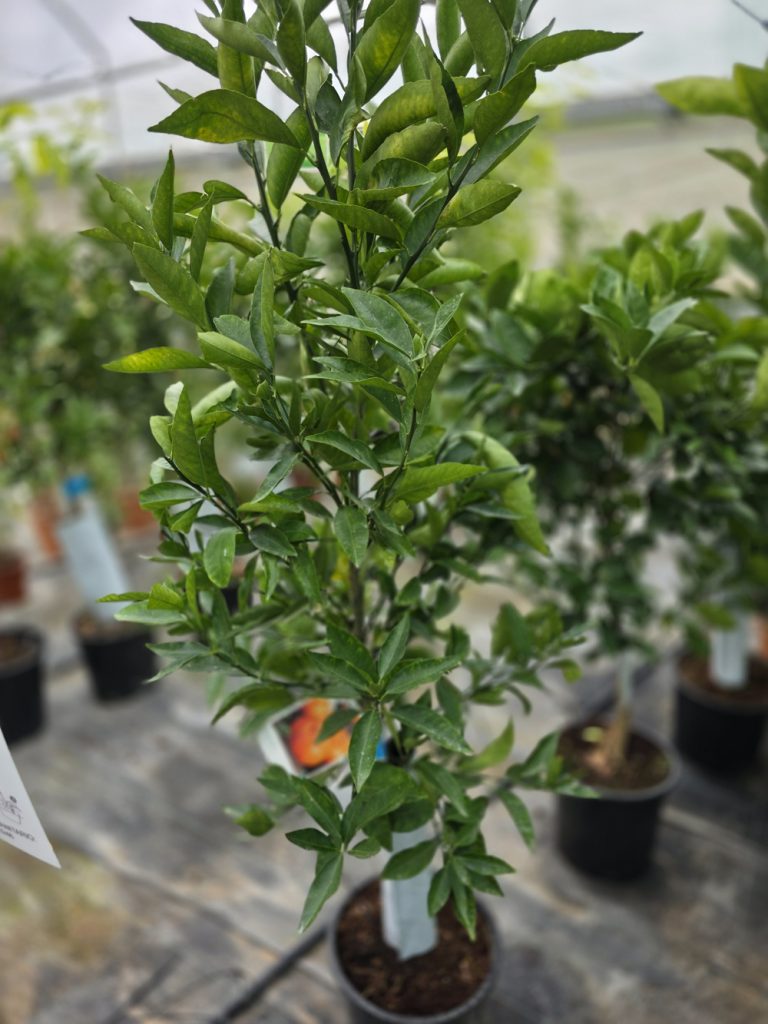 árboles frutales y citricos