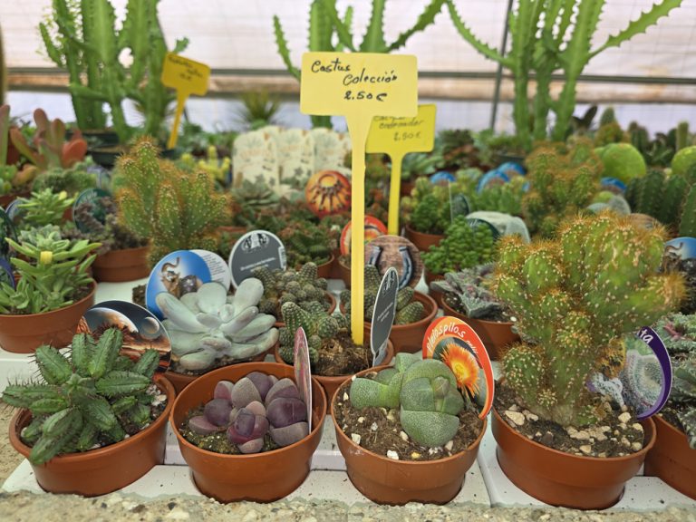 plantas de interior y exterior