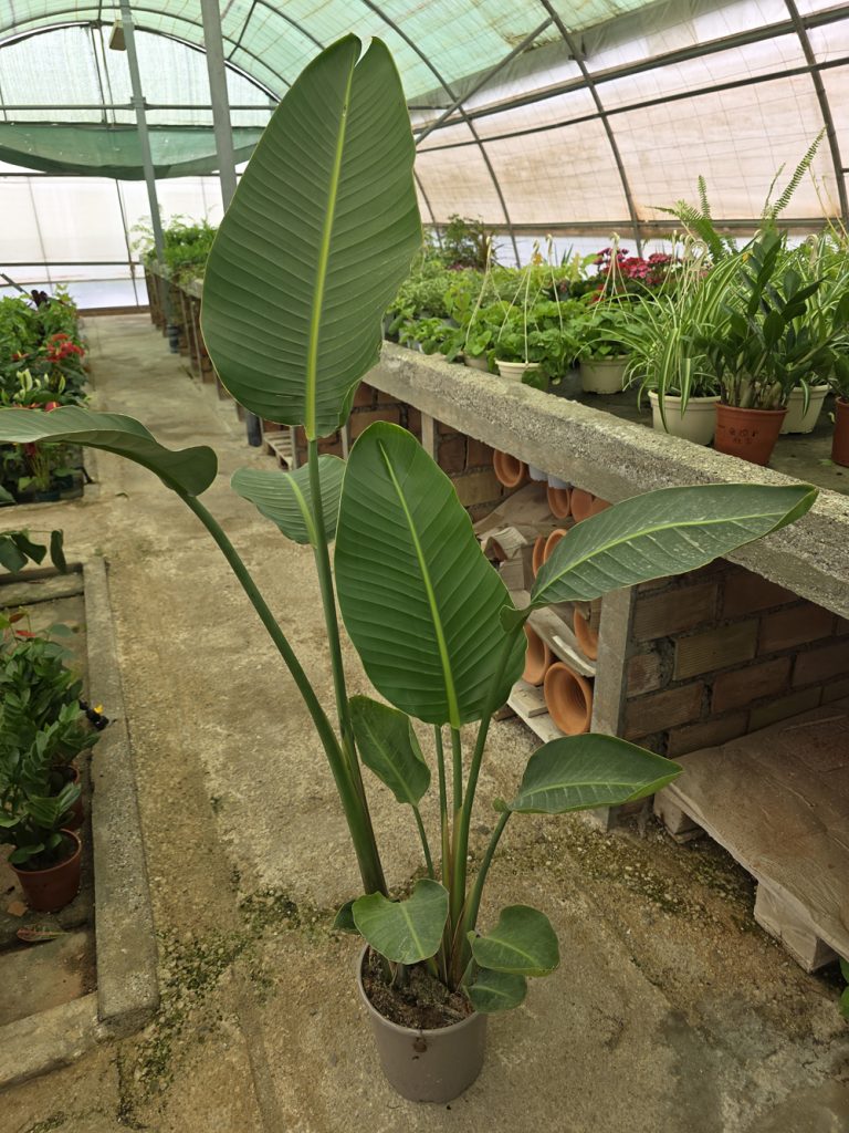 plantas de interior y exterior