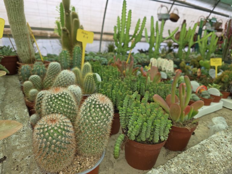 plantas de interior y exterior