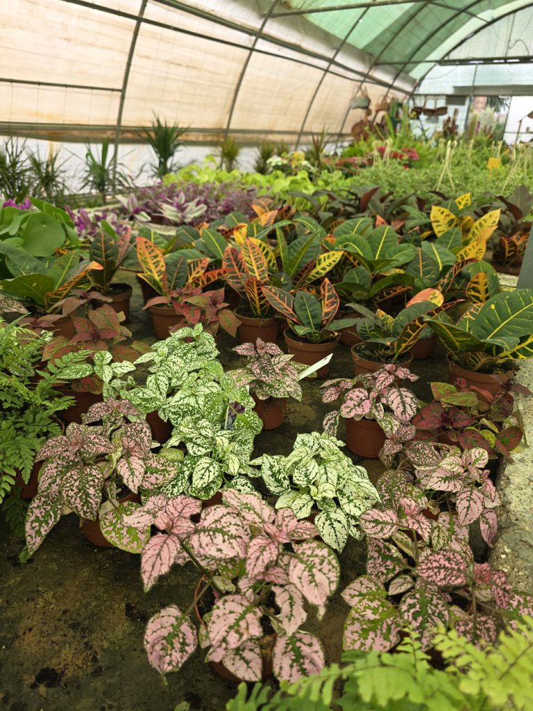 plantas de interior y exterior