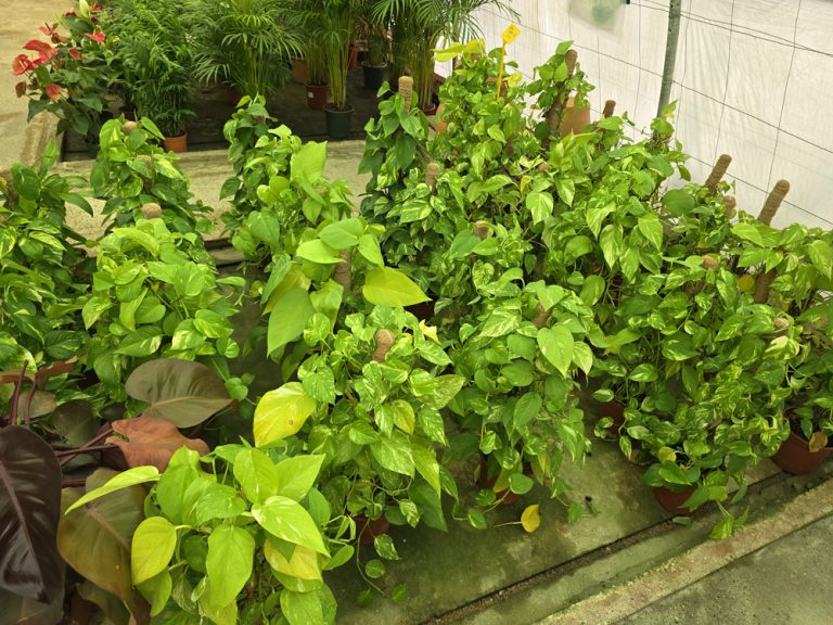 plantas de interior y exterior