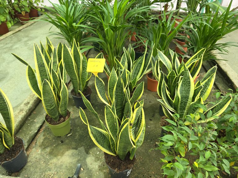 plantas de interior y exterior