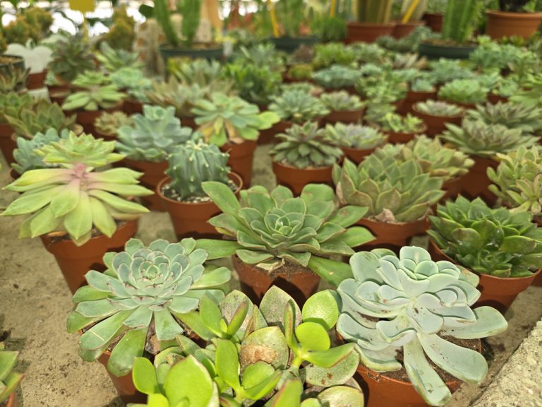 plantas de interior y exterior