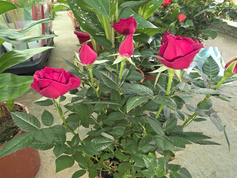 plantas de interior y exterior