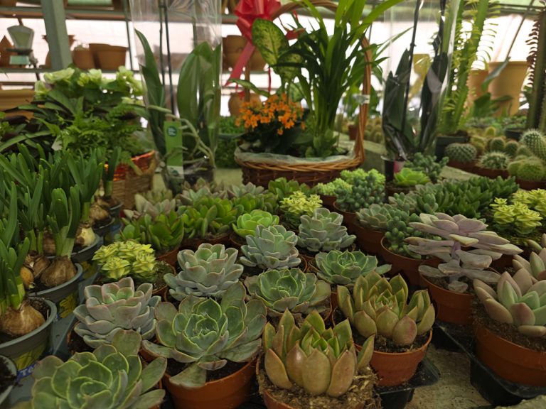 plantas de interior y exterior