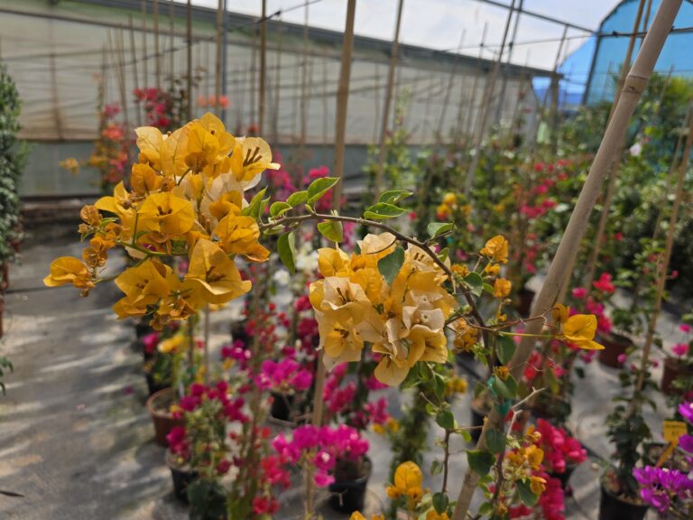 vivero (54)