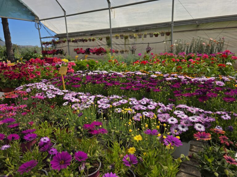vivero (57)