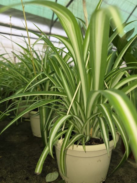 plantas de interior y exterior